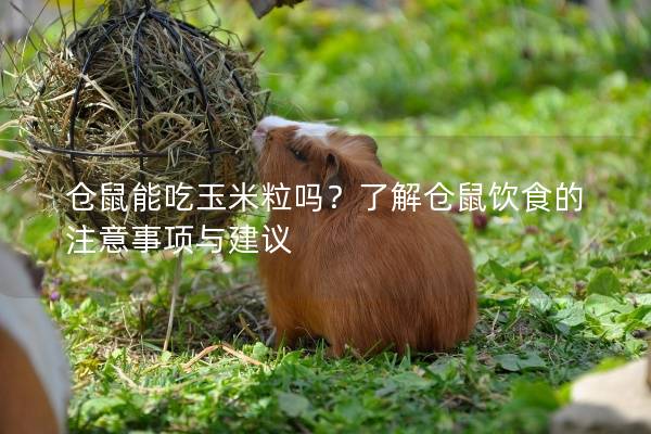 仓鼠能吃玉米粒吗？了解仓鼠饮食的注意事项与建议