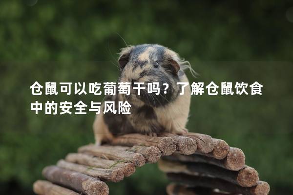 仓鼠可以吃葡萄干吗？了解仓鼠饮食中的安全与风险