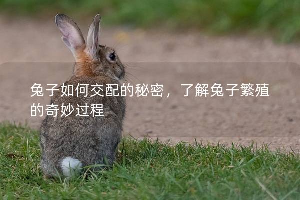 兔子如何交配的秘密，了解兔子繁殖的奇妙过程