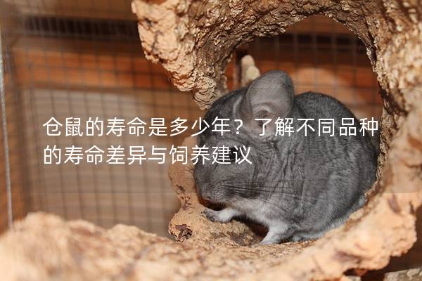 仓鼠的寿命是多少年？了解不同品种的寿命差异与饲养建议