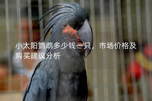 小太阳鹦鹉多少钱一只，市场价格及购买建议分析