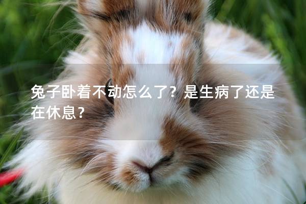 兔子卧着不动怎么了？是生病了还是在休息？