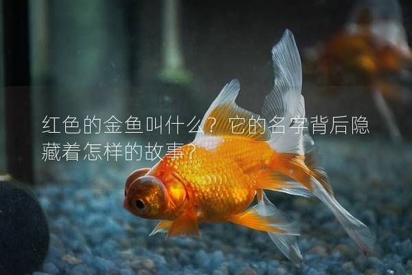 红色的金鱼叫什么？它的名字背后隐藏着怎样的故事？