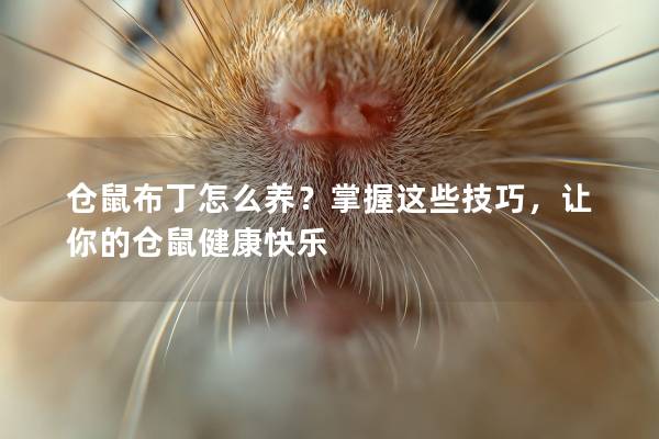 仓鼠布丁怎么养？掌握这些技巧，让你的仓鼠健康快乐