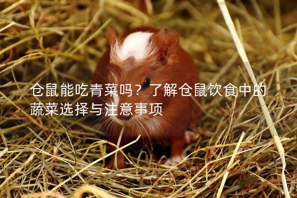 仓鼠能吃青菜吗？了解仓鼠饮食中的蔬菜选择与注意事项