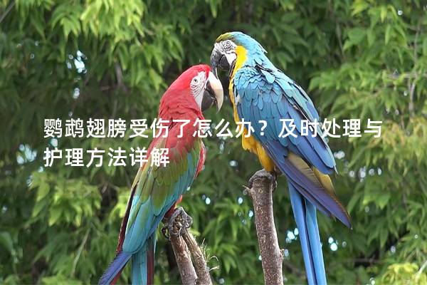 鹦鹉翅膀受伤了怎么办？及时处理与护理方法详解