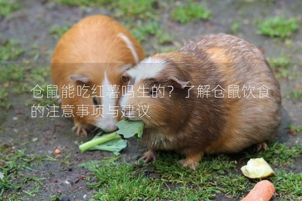 仓鼠能吃红薯吗生的？了解仓鼠饮食的注意事项与建议