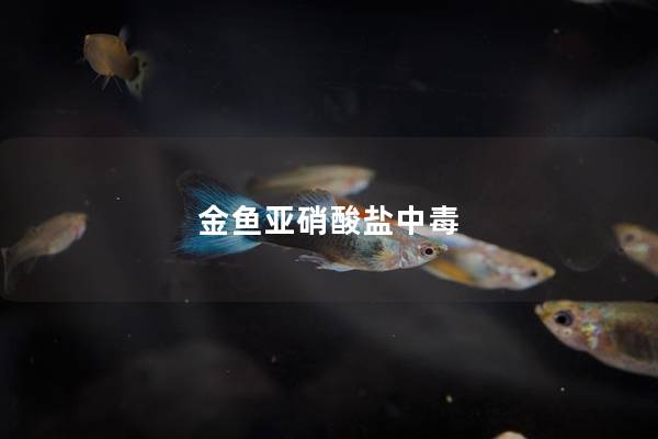 金鱼亚硝酸盐中毒