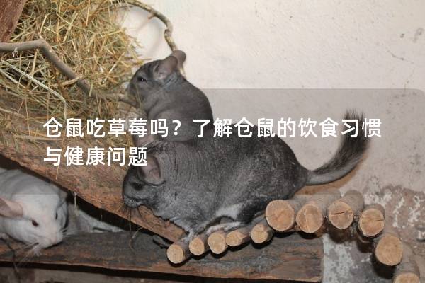 仓鼠吃草莓吗？了解仓鼠的饮食习惯与健康问题