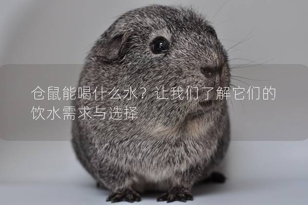 仓鼠能喝什么水？让我们了解它们的饮水需求与选择
