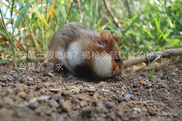 仓鼠一般吃啥？揭秘仓鼠饮食的秘密与营养需求