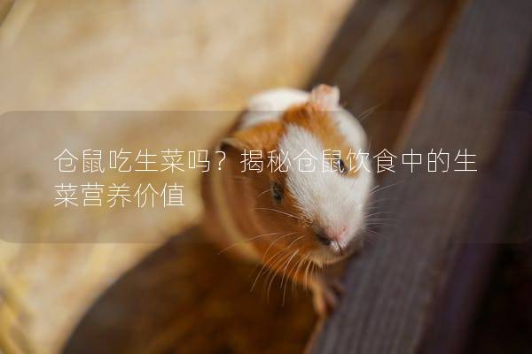 仓鼠吃生菜吗？揭秘仓鼠饮食中的生菜营养价值