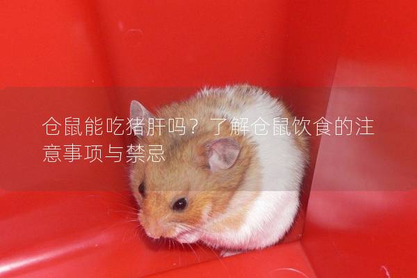 仓鼠能吃猪肝吗？了解仓鼠饮食的注意事项与禁忌