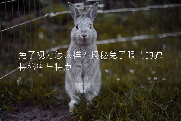 兔子视力怎么样？揭秘兔子眼睛的独特秘密与特点