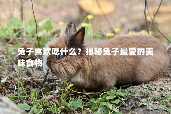 兔子喜欢吃什么？揭秘兔子最爱的美味食物