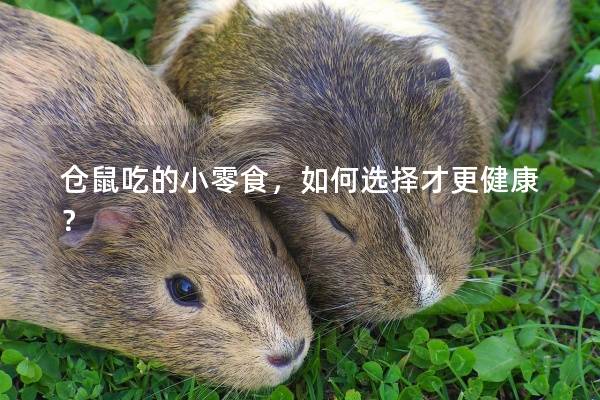 仓鼠吃的小零食，如何选择才更健康？