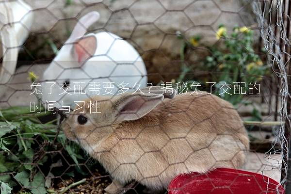 兔子交配需要多久？揭秘兔子交配的时间与习性