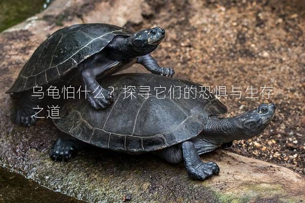 乌龟怕什么？探寻它们的恐惧与生存之道
