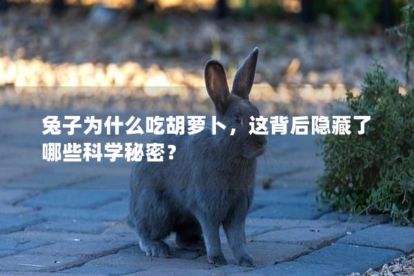 兔子为什么吃胡萝卜，这背后隐藏了哪些科学秘密？