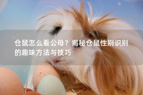 仓鼠怎么看公母？揭秘仓鼠性别识别的趣味方法与技巧