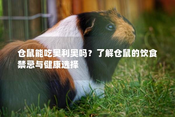 仓鼠能吃奥利奥吗？了解仓鼠的饮食禁忌与健康选择