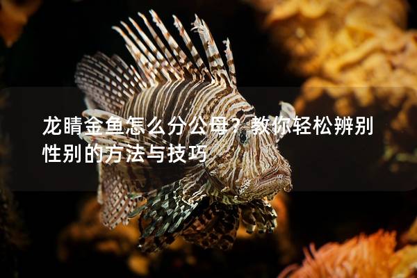 龙睛金鱼怎么分公母？教你轻松辨别性别的方法与技巧
