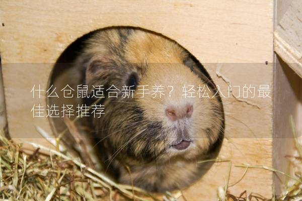 什么仓鼠适合新手养？轻松入门的最佳选择推荐
