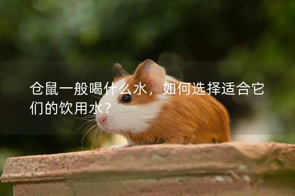 仓鼠一般喝什么水，如何选择适合它们的饮用水？
