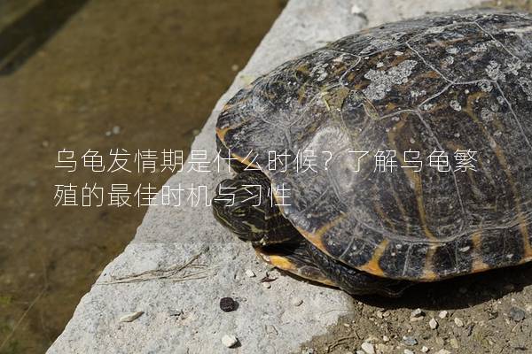 乌龟发情期是什么时候？了解乌龟繁殖的最佳时机与习性