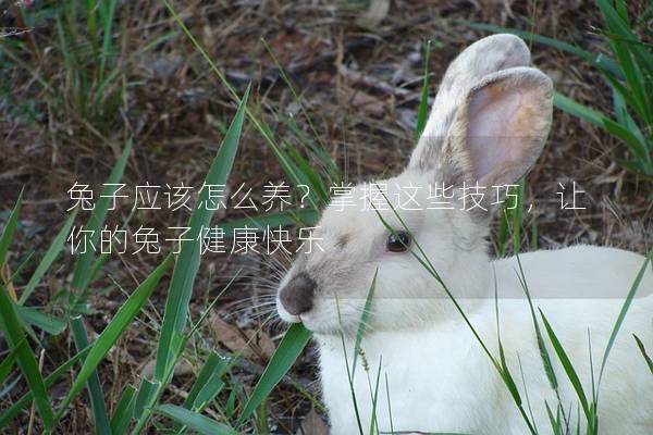 兔子应该怎么养？掌握这些技巧，让你的兔子健康快乐
