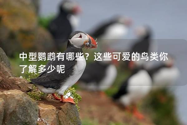 中型鹦鹉有哪些？这些可爱的鸟类你了解多少呢