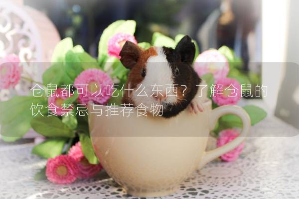 仓鼠都可以吃什么东西？了解仓鼠的饮食禁忌与推荐食物