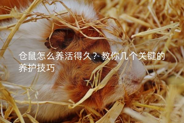 仓鼠怎么养活得久？教你几个关键的养护技巧