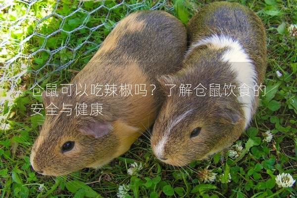 仓鼠可以吃辣椒吗？了解仓鼠饮食的安全与健康