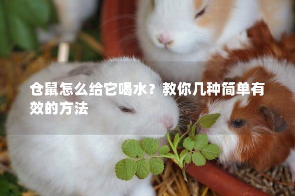 仓鼠怎么给它喝水？教你几种简单有效的方法