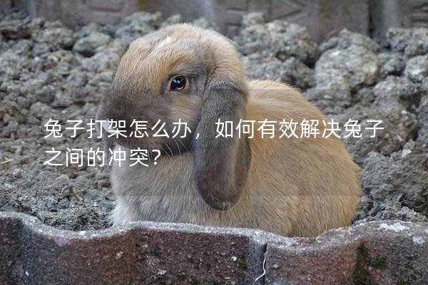 兔子打架怎么办，如何有效解决兔子之间的冲突？