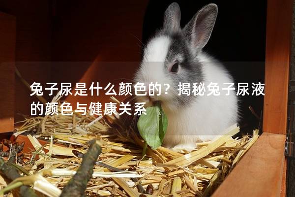 兔子尿是什么颜色的？揭秘兔子尿液的颜色与健康关系