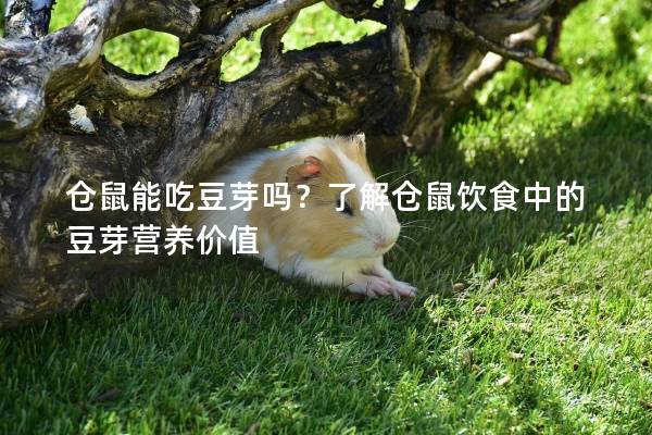 仓鼠能吃豆芽吗？了解仓鼠饮食中的豆芽营养价值