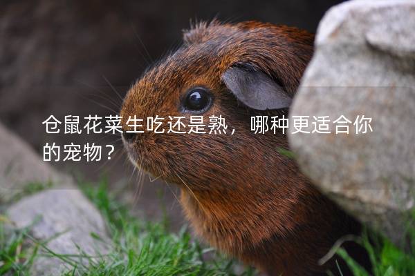 仓鼠花菜生吃还是熟，哪种更适合你的宠物？