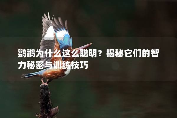 鹦鹉为什么这么聪明？揭秘它们的智力秘密与训练技巧