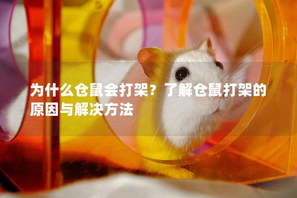为什么仓鼠会打架？了解仓鼠打架的原因与解决方法