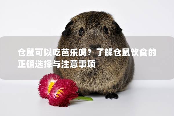 仓鼠可以吃芭乐吗？了解仓鼠饮食的正确选择与注意事项
