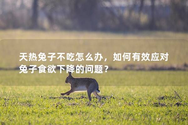天热兔子不吃怎么办，如何有效应对兔子食欲下降的问题？