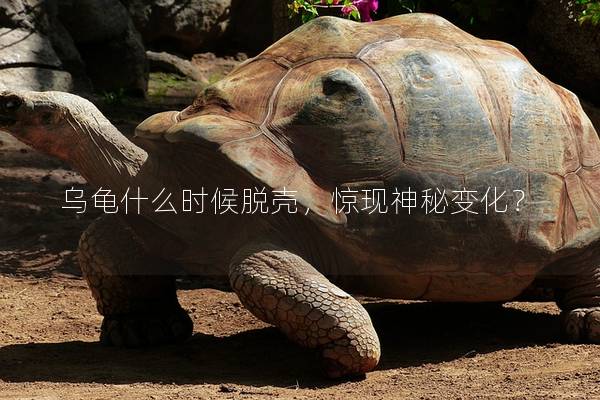 乌龟什么时候脱壳，惊现神秘变化？