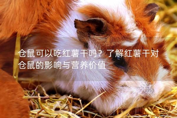 仓鼠可以吃红薯干吗？了解红薯干对仓鼠的影响与营养价值