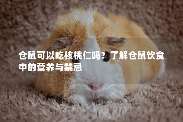 仓鼠可以吃核桃仁吗？了解仓鼠饮食中的营养与禁忌