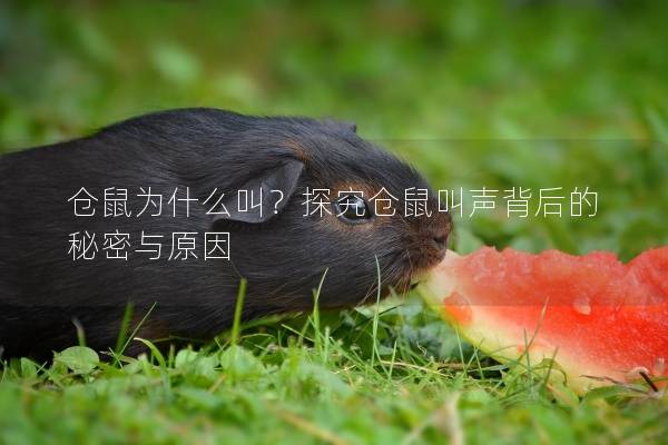 仓鼠为什么叫？探究仓鼠叫声背后的秘密与原因