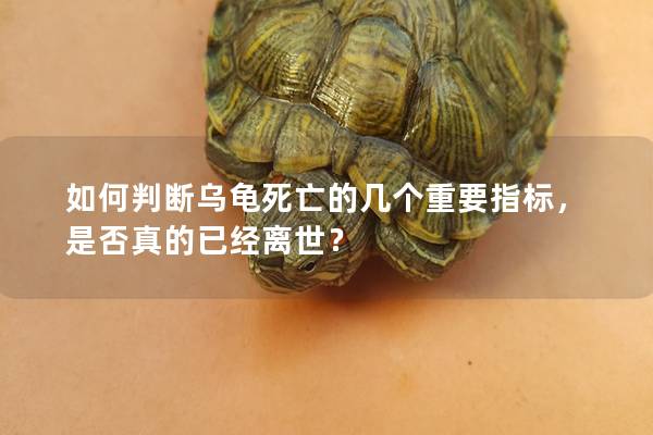 如何判断乌龟死亡的几个重要指标，是否真的已经离世？