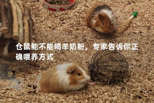 仓鼠能不能喝羊奶粉，专家告诉你正确喂养方式