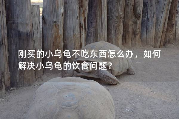刚买的小乌龟不吃东西怎么办，如何解决小乌龟的饮食问题？